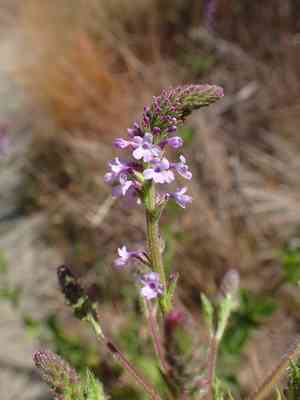 Vervains (Verbena)(Verbena)