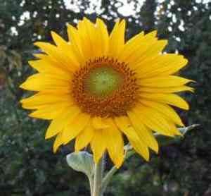 Wingstem(Verbesina alternifolia)