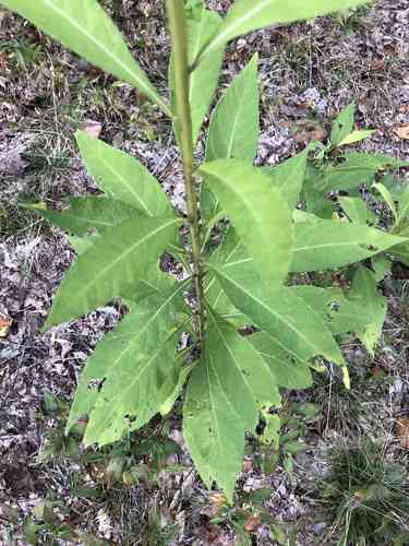 Wingstem(Verbesina alternifolia)