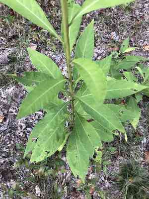 Wingstem(Verbesina alternifolia)