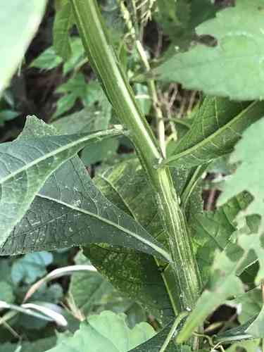 Wingstem(Verbesina alternifolia)