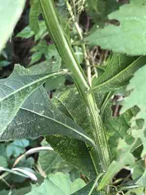 Wingstem(Verbesina alternifolia)