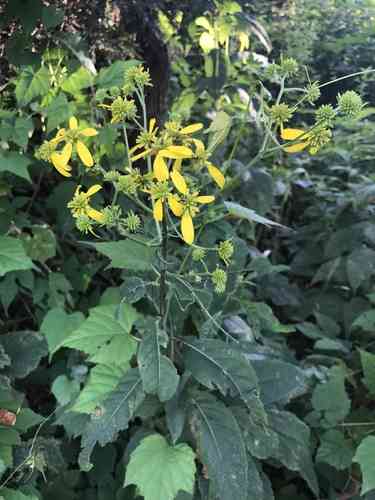 Wingstem(Verbesina alternifolia)