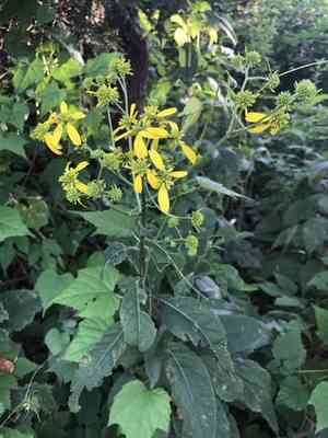 Wingstem(Verbesina alternifolia)