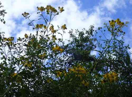 Wingstem(Verbesina alternifolia)