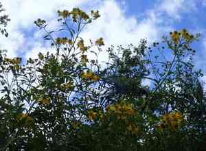 Wingstem(Verbesina alternifolia)