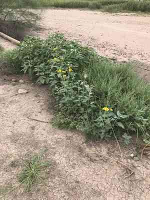 Golden crownbeard(Verbesina encelioides)
