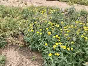 Golden crownbeard(Verbesina encelioides)
