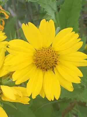Golden crownbeard(Verbesina encelioides)