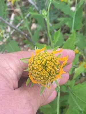 Golden crownbeard(Verbesina encelioides)