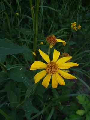 Gravelweed(Verbesina helianthoides)