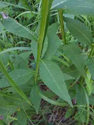 Gravelweed(Verbesina helianthoides)