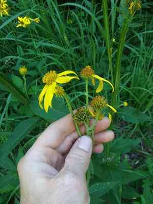 Gravelweed(Verbesina helianthoides)