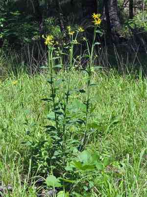 Gravelweed(Verbesina helianthoides)