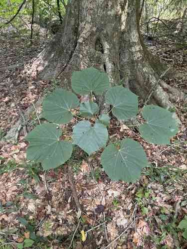 Tung oil tree(Vernicia fordii)