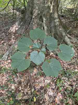 Tung oil tree(Vernicia fordii)