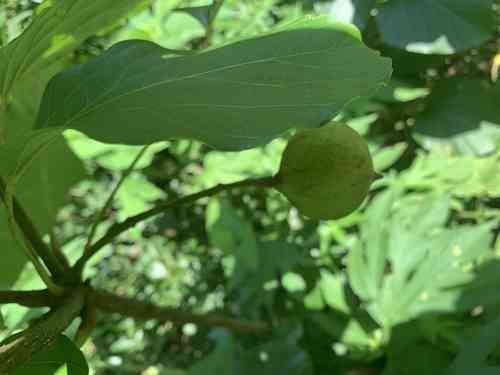 Tung oil tree(Vernicia fordii)