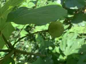 Tung oil tree(Vernicia fordii)