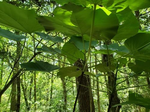 Tung oil tree