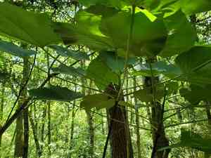Tung oil tree(Vernicia fordii)