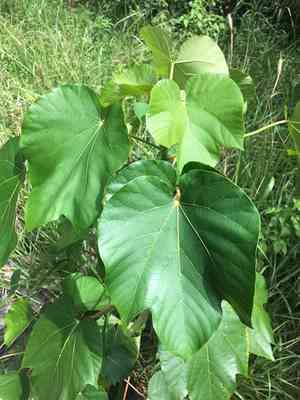 Tung oil tree(Vernicia fordii)