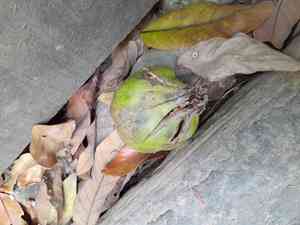 Tung oil tree(Vernicia fordii)