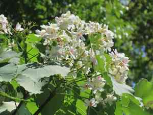 Mu oil tree(Vernicia montana)