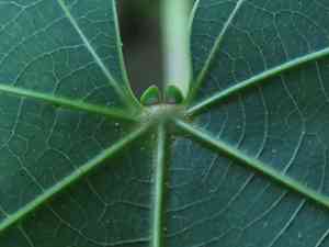 Mu oil tree(Vernicia montana)