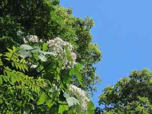 Mu oil tree(Vernicia montana)