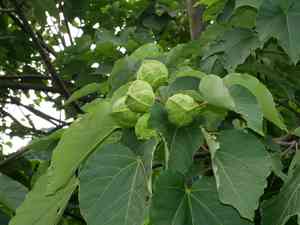 Mu oil tree(Vernicia montana)