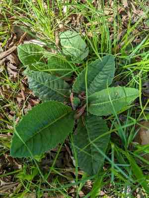 Stemless ironweed(Vernonia acaulis)