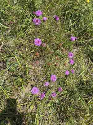 Stemless ironweed(Vernonia acaulis)