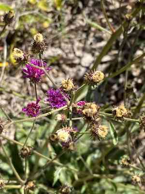 Stemless ironweed(Vernonia acaulis)