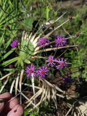 Tall ironweed(Vernonia angustifolia)