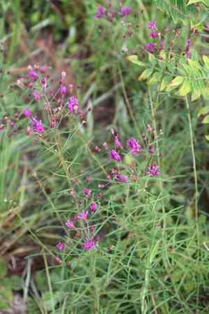 Tall ironweed(Vernonia angustifolia)