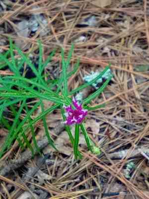 Tall ironweed(Vernonia angustifolia)