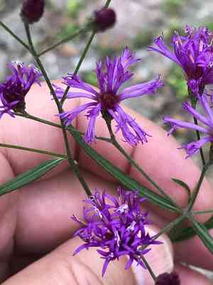 Tall ironweed(Vernonia angustifolia)