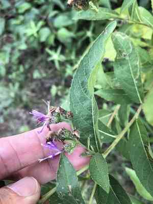 Baldwin's ironweed(Vernonia baldwinii)