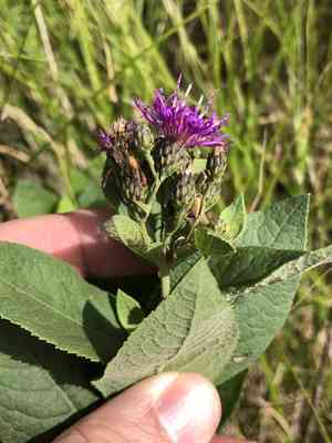 Baldwin's ironweed(Vernonia baldwinii)