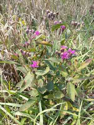 Baldwin's ironweed(Vernonia baldwinii)