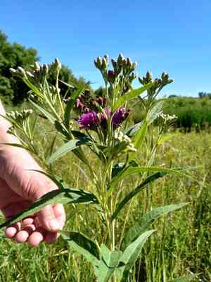 Prairie ironweed(Vernonia fasciculata)