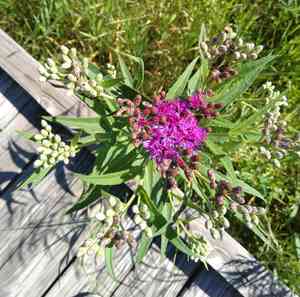 Prairie ironweed(Vernonia fasciculata)