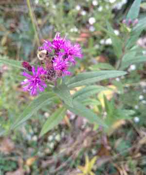 Prairie ironweed(Vernonia fasciculata)
