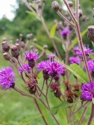 Giant ironweed(Vernonia gigantea)