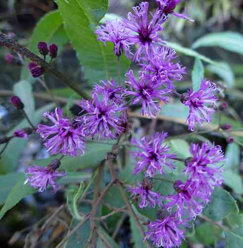 Giant ironweed(Vernonia gigantea)