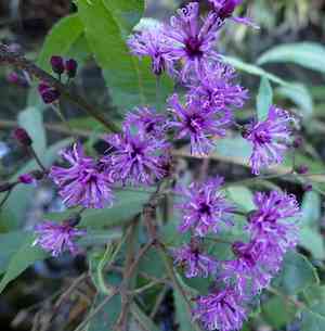 Giant ironweed(Vernonia gigantea)