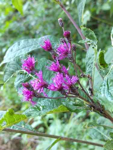 Giant ironweed(Vernonia gigantea)