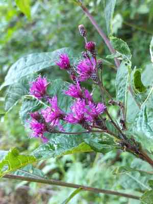 Giant ironweed(Vernonia gigantea)