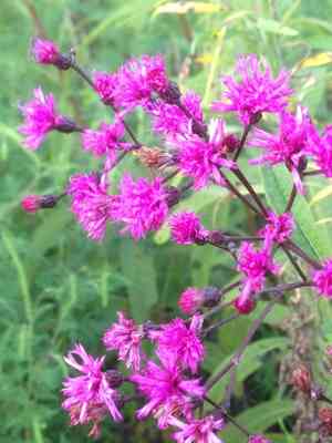 Giant ironweed(Vernonia gigantea)