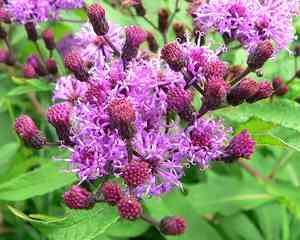 Giant ironweed(Vernonia gigantea)
